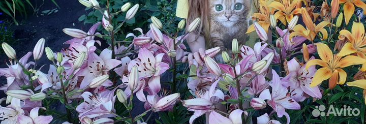 Лилия розовая