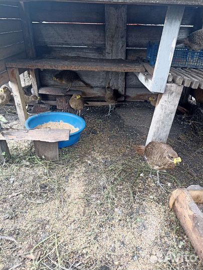 Золотой фазан