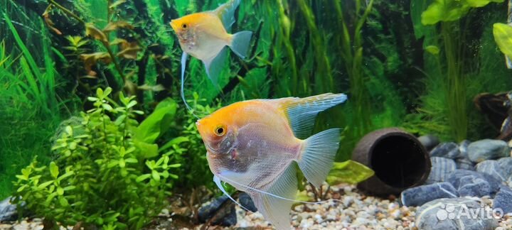 Скалярия золотистая