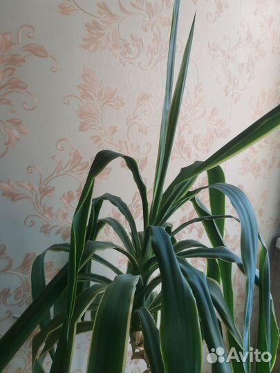 Пальма драцена