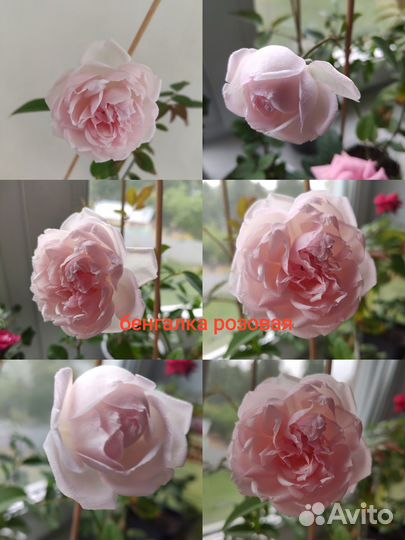 Комнатная роза сорт Бенгальская розовая