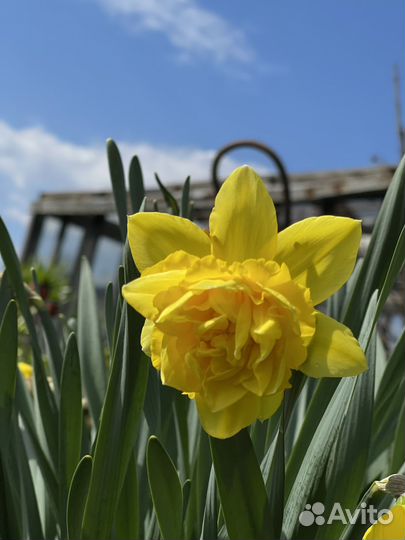Луковицы нарциссов