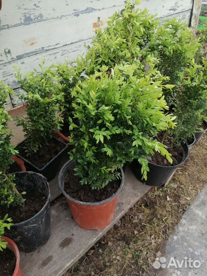 Саженцы самшита