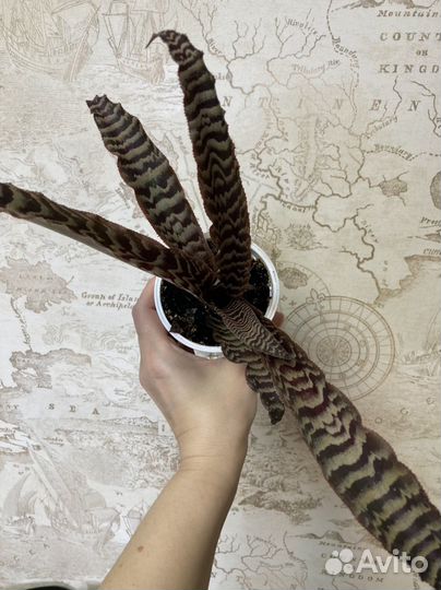 Криптантус