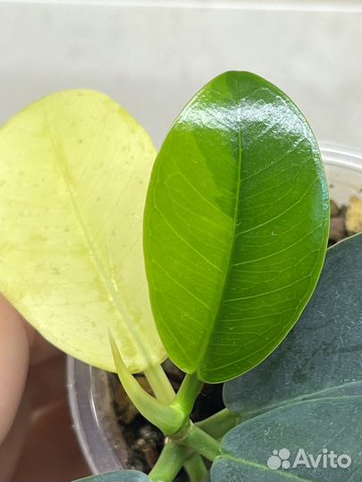 Фикус формоза вариегатный
