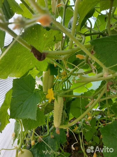 Огурцы Мартини