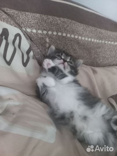 Сибирские котята