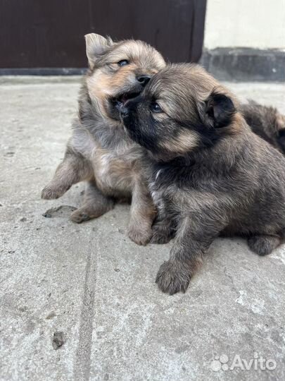 Померанский шпиц мини