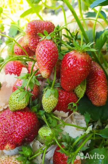 Продам саженцы Виктории