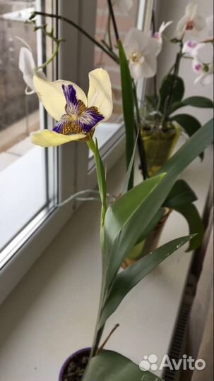 Неомарика Домашний Ирис