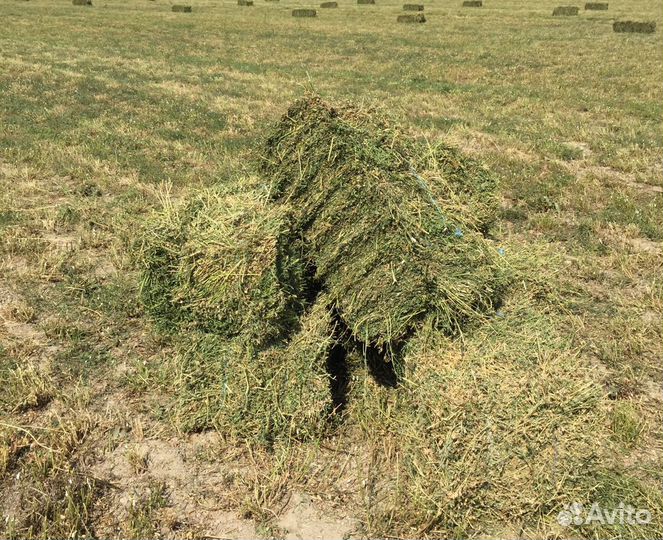 Сено, Люцерна