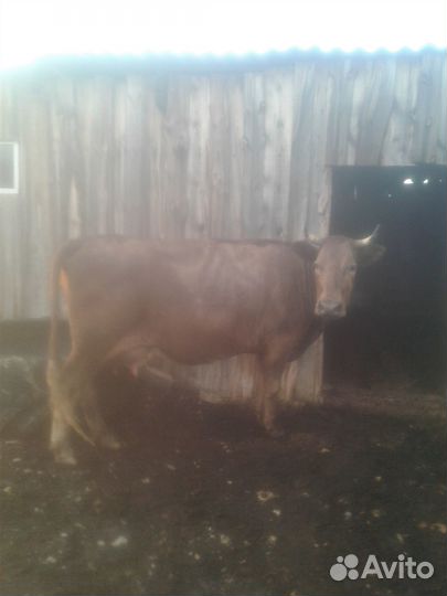 Продам коров