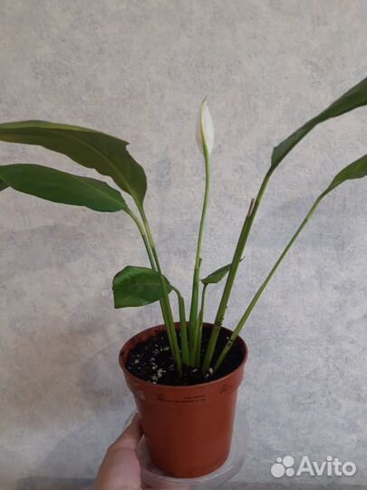 Цветок женское счастье