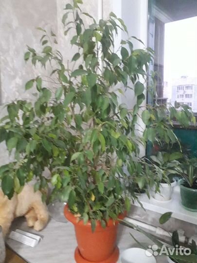 Алое- Вера 5лет