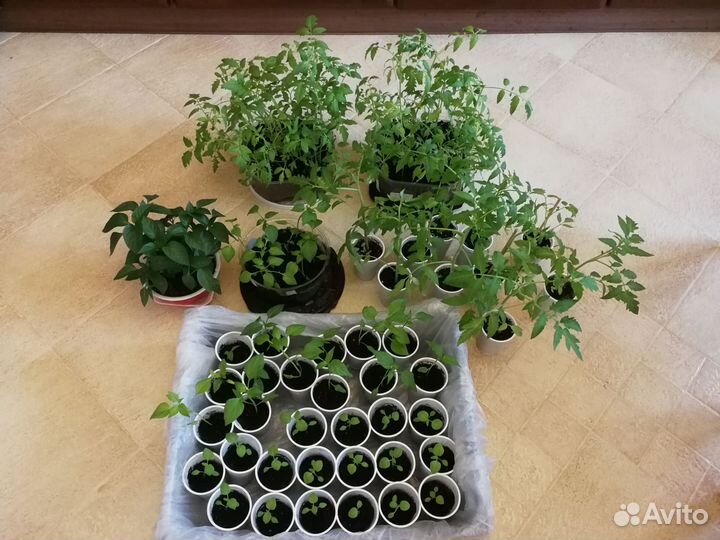 Рассада томаты, санберри, перец сладкий и острый