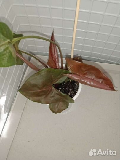 Сингониумы сортовые, сциндапсус