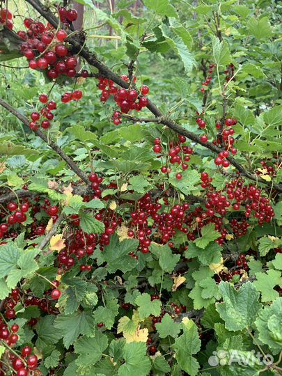 Смородина красная, крыжовник красный сладкий
