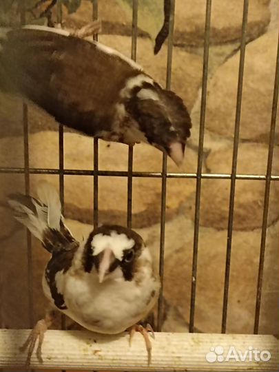 Японские амадины