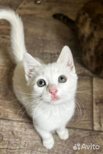 Кошки в добрые руки