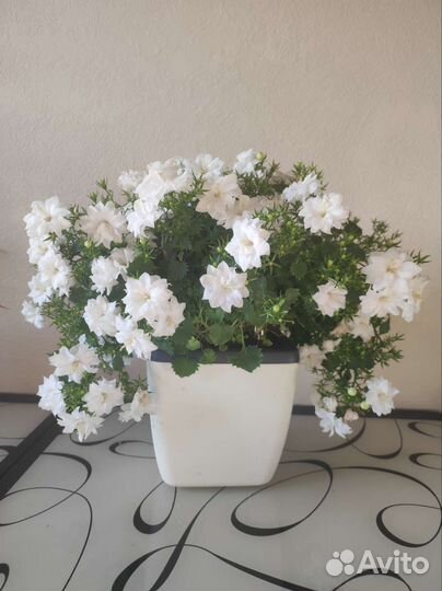 Кампанула невеста махровая