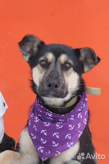 Приютская собака станет лучшим другом