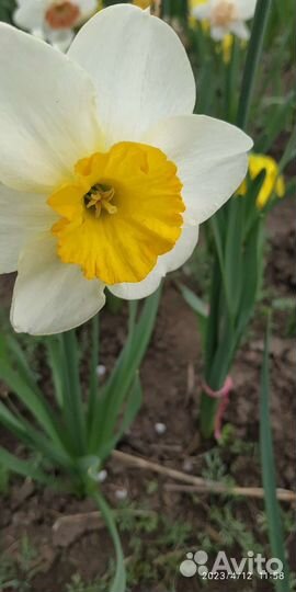 Луковицы нарциссов