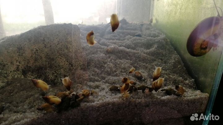 Улитки Покемоны