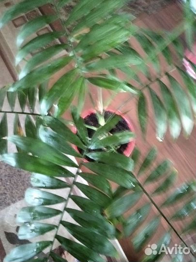 Пальма хамедорея