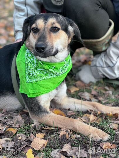 Милая собака Тутси в добрые руки
