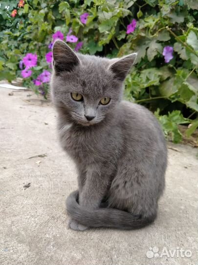 Котята в добрые руки бесплатно