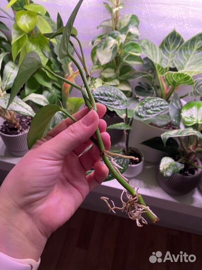 Эпипремнум