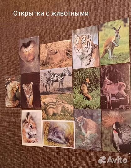 Открытки 60-90-х Поздравительные Собаки Машины