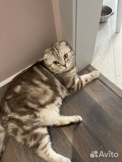 Шотландский вислоухий кот