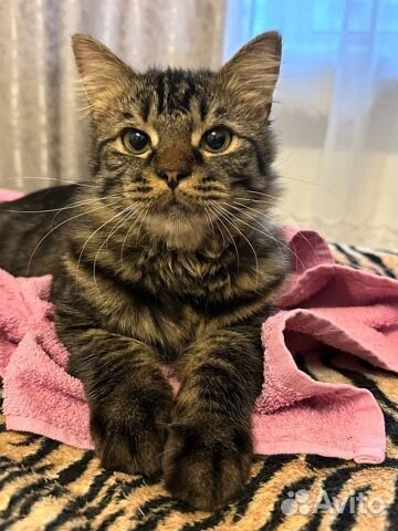 Котик молодой