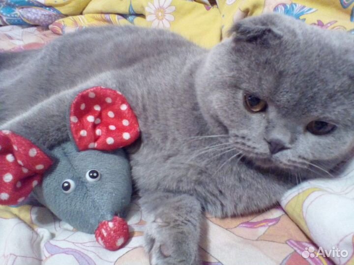 Британский кот вязка