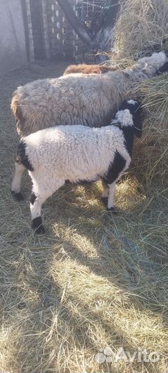 Ягненок (дорпер гиссар)мальчик