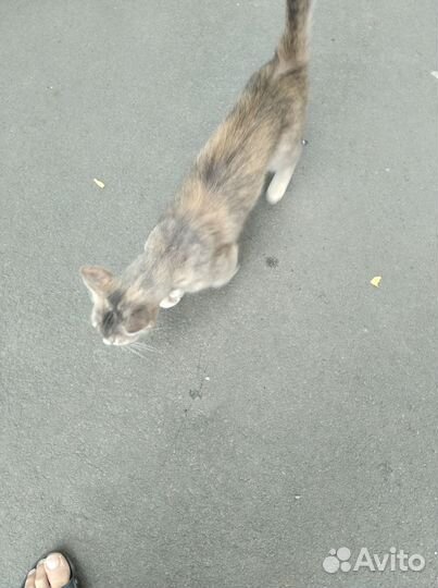 Кошка в дар бесплатно