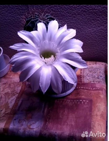 Кактус эхинопсис