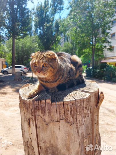 Шотландский кот вязка