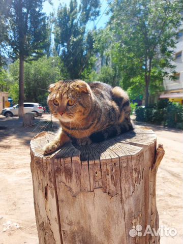 Шотландский кот вязка