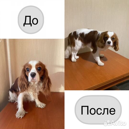 Груминг стрижка собак и котов