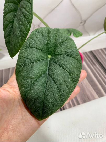 Мэло алоказия