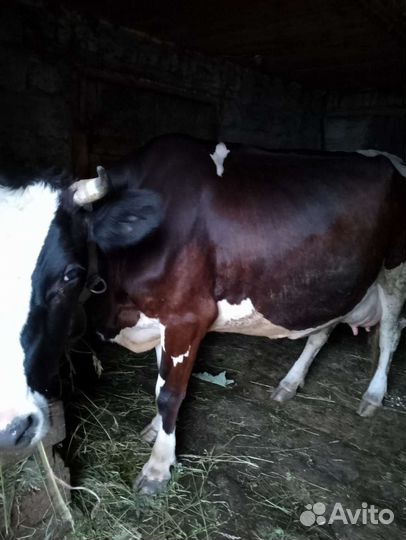 Корова высокоудойная