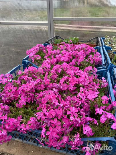 Флокс шиловидный Макдэниэлс Кьюшн (зкс)