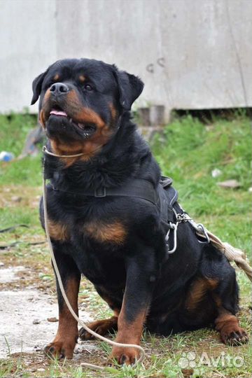 Щенки ротвейлера