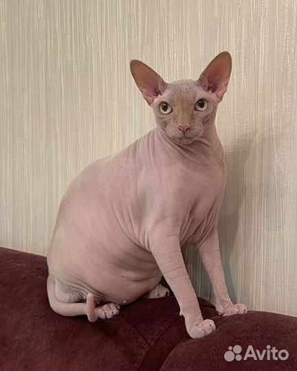 Донской сфинкс