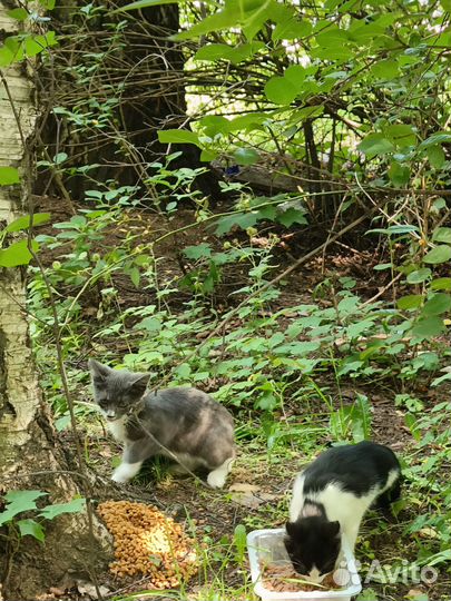 Пристройство котят