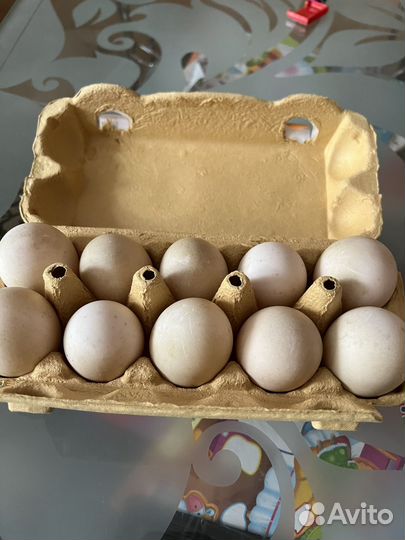 Яйца утиные домашние