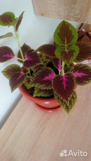 Комнатные цветы колеус