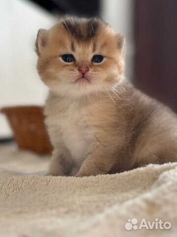 Котята британская золотая шиншилла